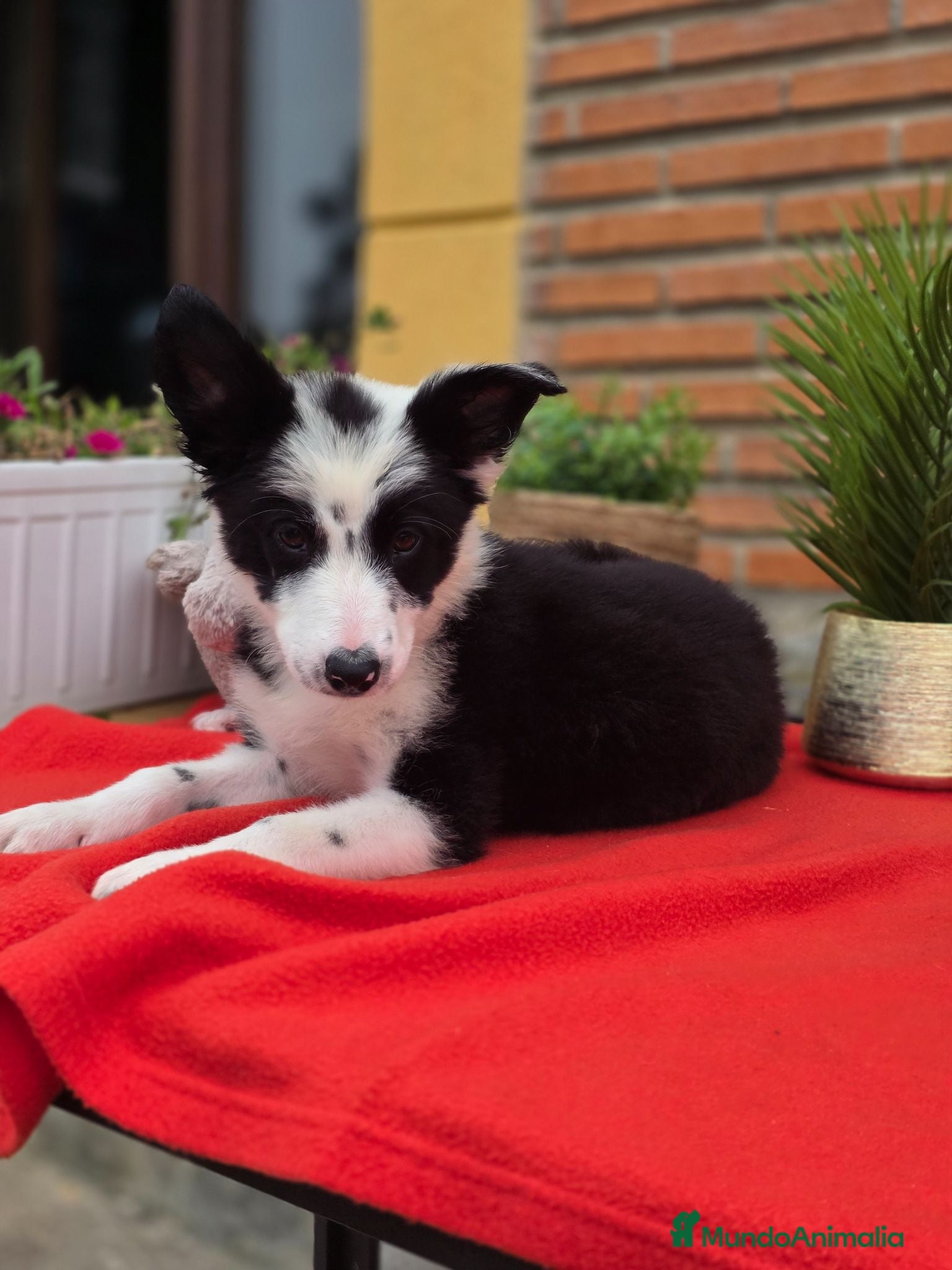 Border Collie perros Preciosos cachorros de border collie - Anuncio 2