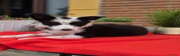 Border Collie perros en venta: Preciosos cachorros de border collie - Anuncio 2