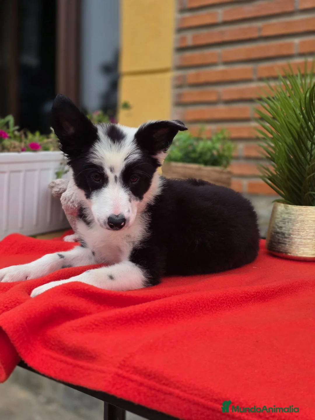 Border Collie perros en venta: Preciosos cachorros de border collie - Anuncio 2