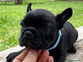 Bulldog Francés perros BULLDOG FRANCÉS HEMBRA DISPONIBLE - Anuncio 1