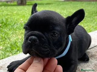 Bulldog Francés perros BULLDOG FRANCÉS HEMBRA DISPONIBLE - Anuncio 41