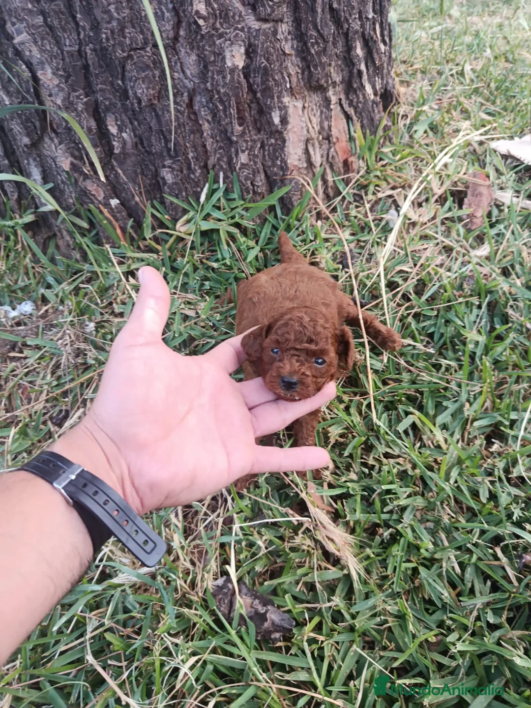 Caniche Toy perros en venta: PRECIOSOS CANICHE  ROJO LINEA ASIÁTICO   - Anuncio 17