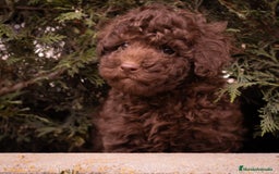 Caniche Toy perros en venta: Camada caniche Toy chocolate  - Imagen 3