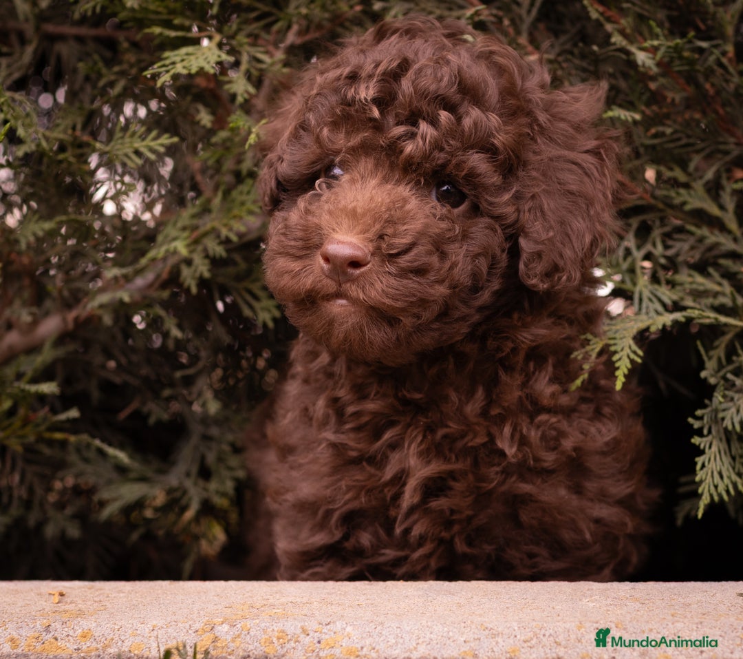 Caniche Toy perros en venta: Camada caniche Toy chocolate  - Imagen 3