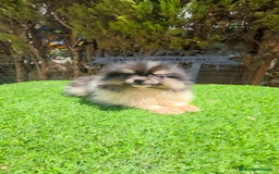 Pomerania perros en venta: Ponerania TEA CUP - Anuncio 3