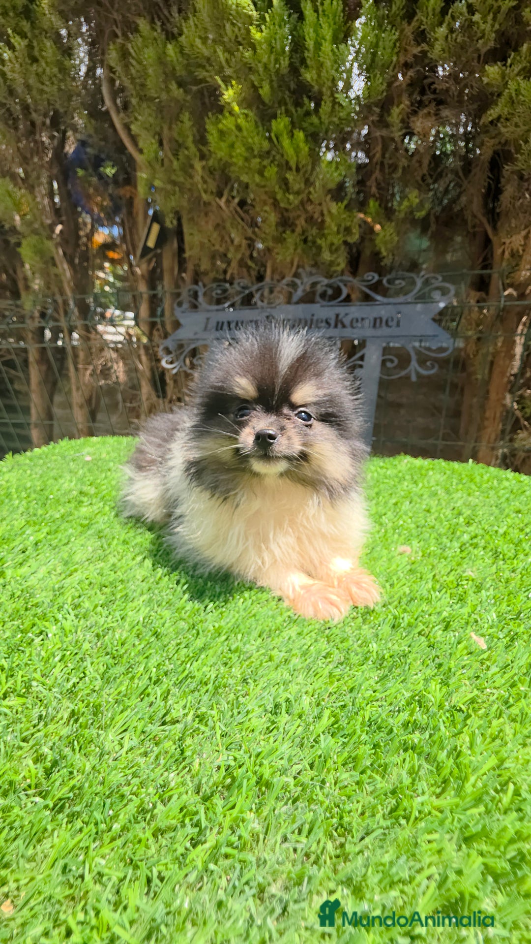 Pomerania perros en venta: Ponerania TEA CUP - Anuncio 3