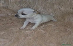 Chihuahua perros en venta: Chihuahua toy cabeza manzana  - Imagen 6