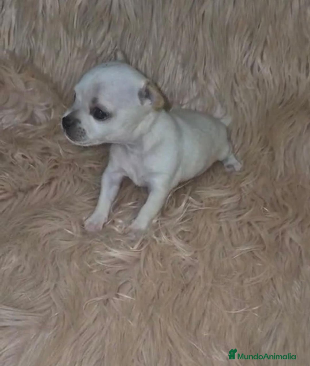 Chihuahua perros en venta: Chihuahua toy cabeza manzana  - Imagen 6