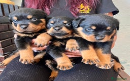 Rottweiler perros en venta: ROTTWEILER macho y hembra - Imagen 2
