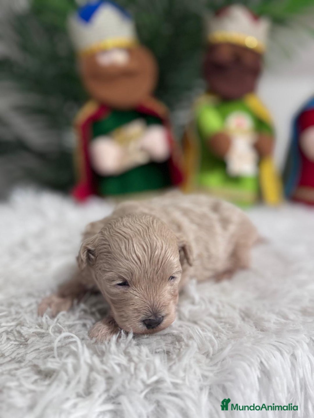 Maltipoo perros en venta: MALTIPOO MACHO - Anuncio 10