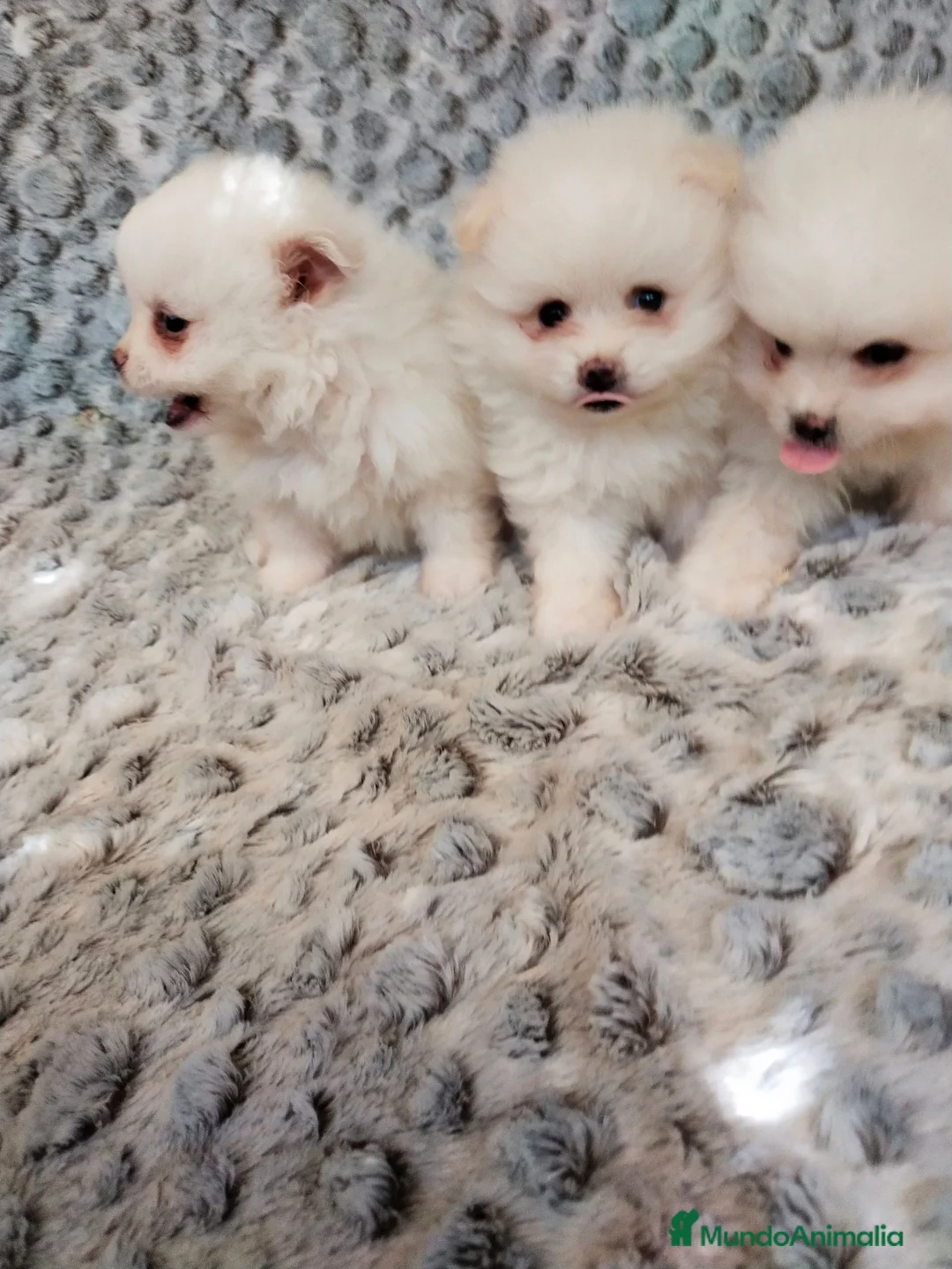 Pomerania perros en venta: IMPRESIONANTES POMERANIA MACHOS Y HEMBRAS  - Anuncio 2