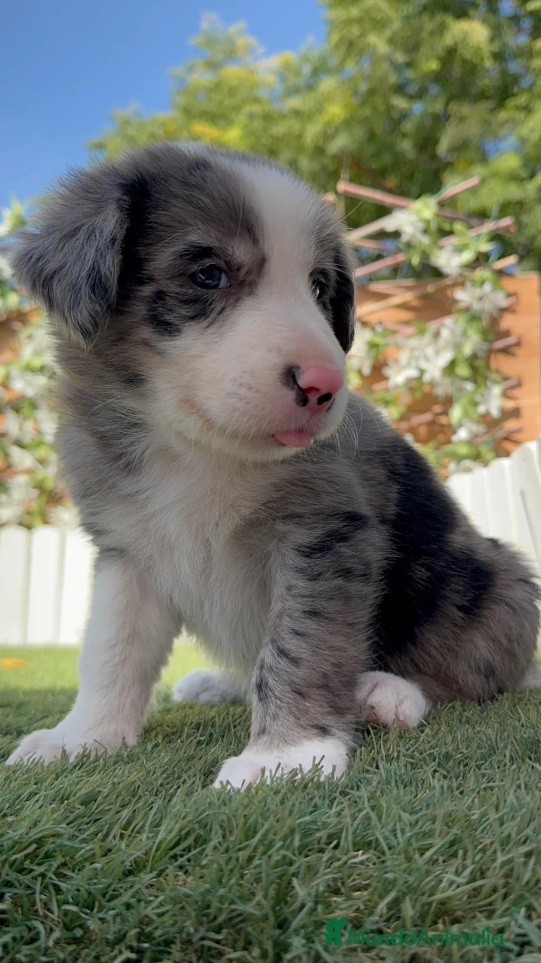 Border Collie perros en venta: BORDER COLLIE MERLE - MACHO - Anuncio 2