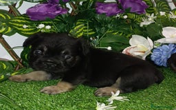 Bulldog Francés perros en venta: Bulldog fluffys y Big rope  - Imagen 6