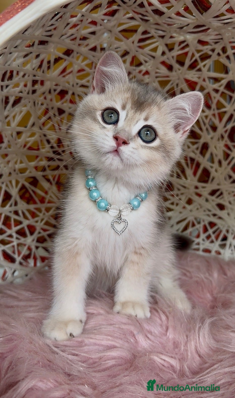 Británico de Pelo Corto gatos Último machito disponible🩵Listo para entregar 💙 - Anuncio 2