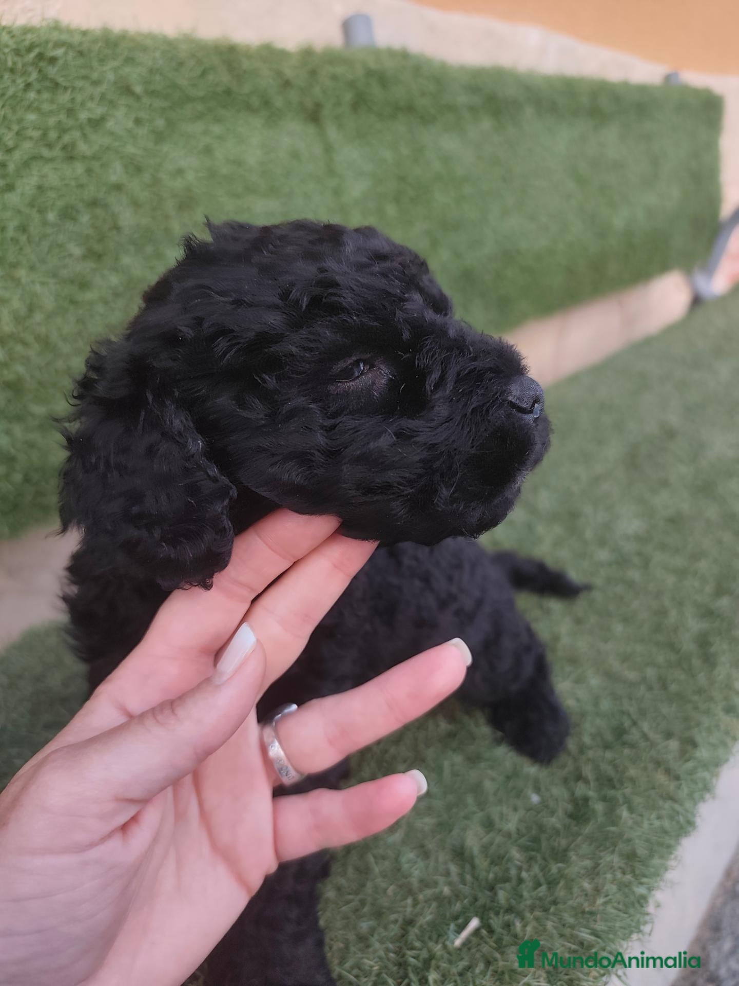 Perro de Agua Español perros Perros de agua Prao Toro 🤎🖤 - Anuncio 13