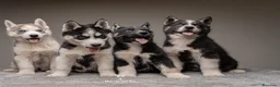 Husky Siberiano perros en venta: Cachorros HUSKY SIBERIANO - Anuncio 1