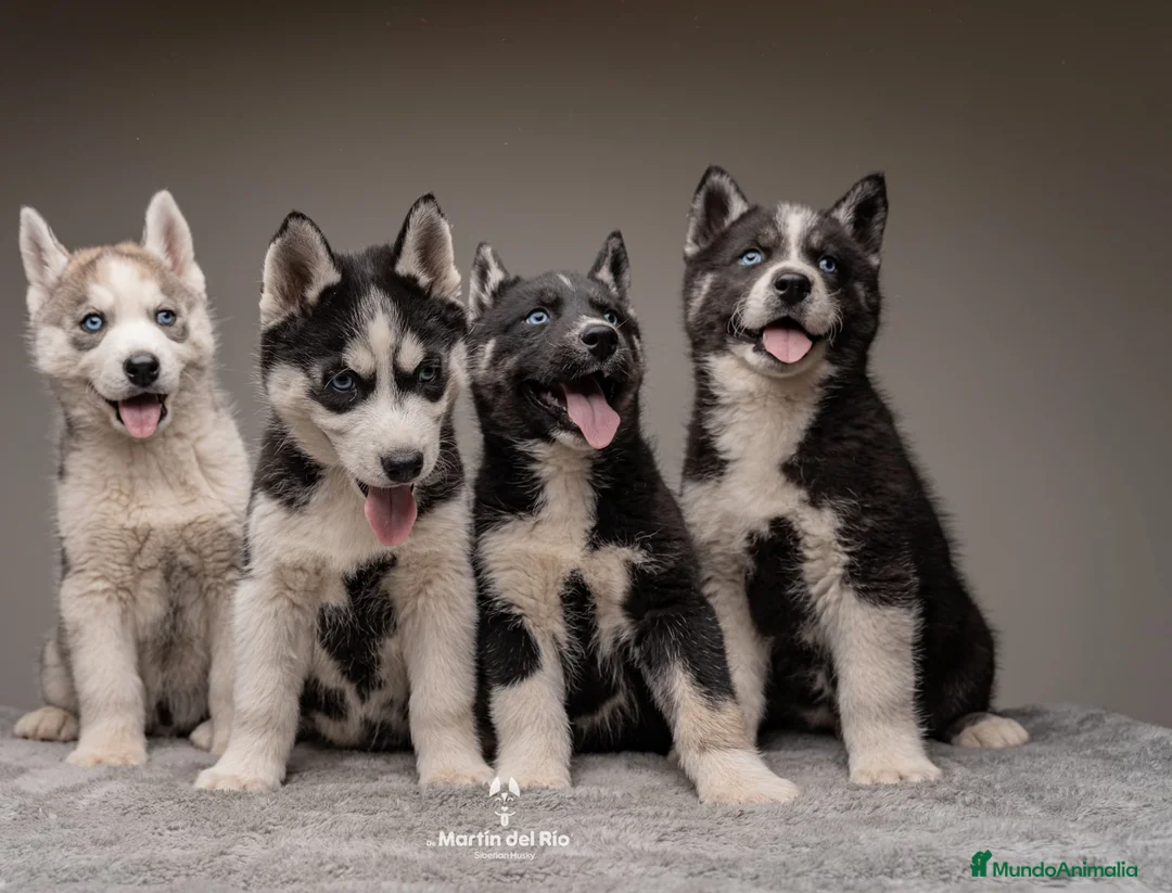 Husky Siberiano perros en venta: Cachorros HUSKY SIBERIANO - Anuncio 1