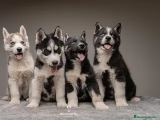 Husky Siberiano perros en venta: Cachorros HUSKY SIBERIANO - Anuncio 2