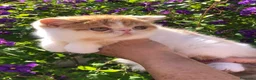 Persa gatos en venta: Persa exotico - Anuncio 4