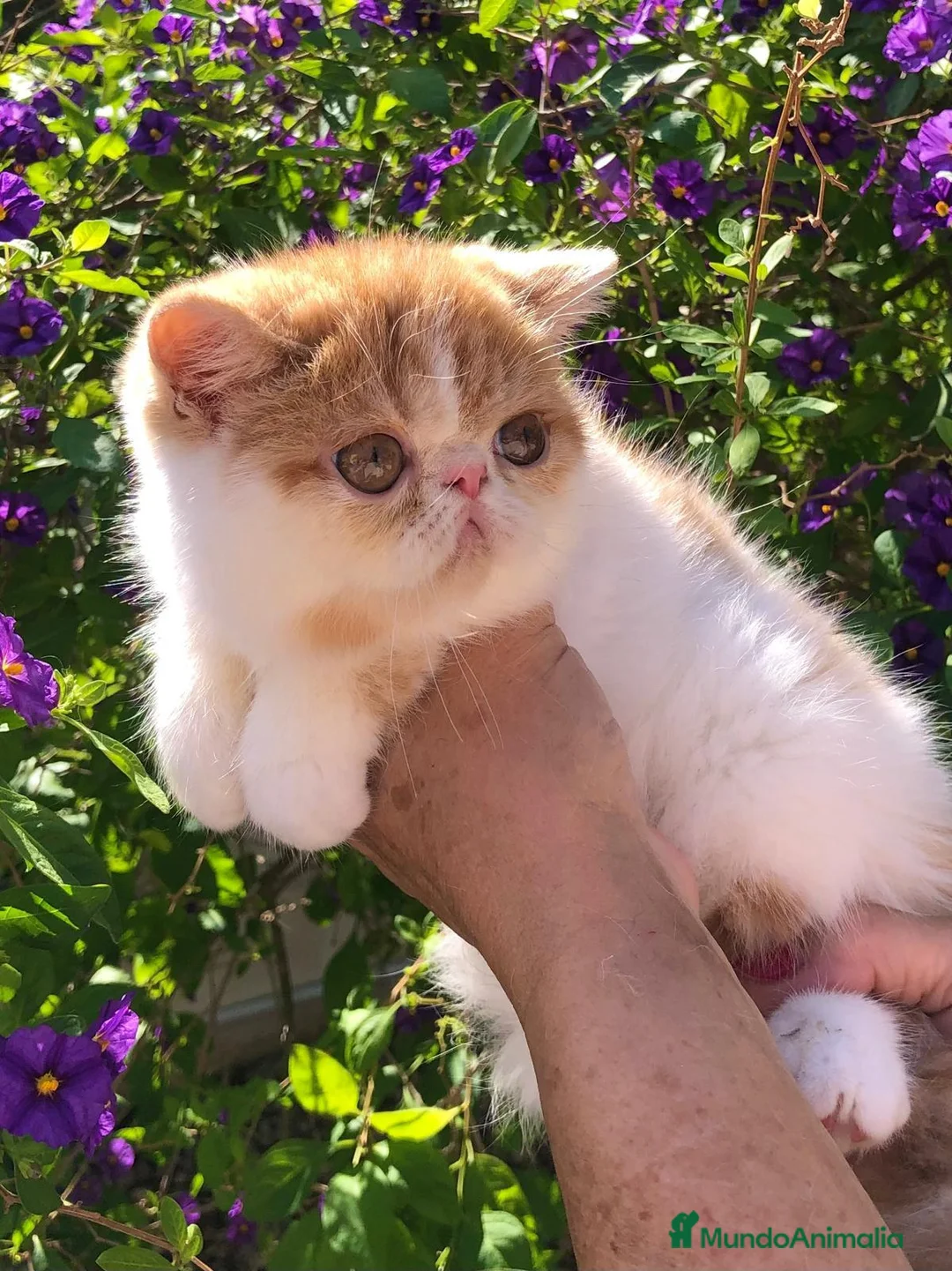 Persa gatos en venta: Persa exotico - Anuncio 4