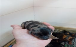 Pinscher Miniatura perros en venta: Picher autenticos - Imagen 3