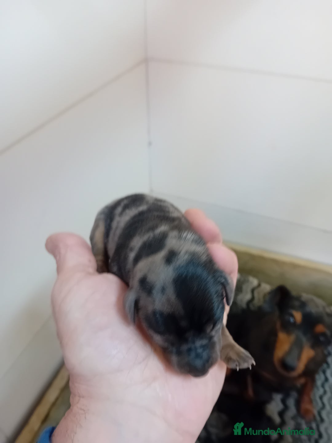 Pinscher Miniatura perros en venta: Picher autenticos - Imagen 3