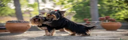Yorkshire Terrier perros en venta: Camada Yorkshire Terrier  - Anuncio 6