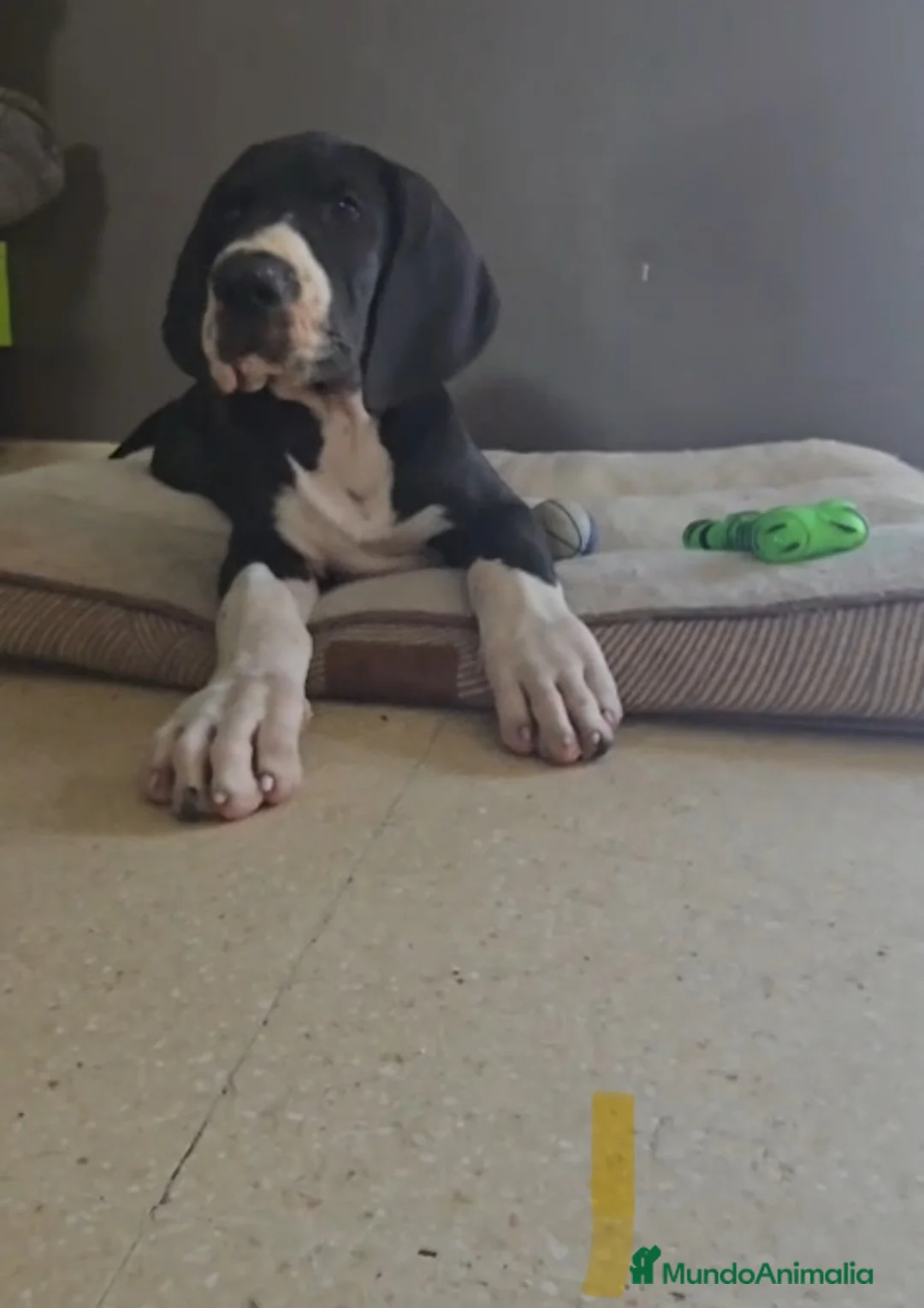 Dogo Alemán perros en venta: Dogo Alemán 641387649 - Anuncio 1