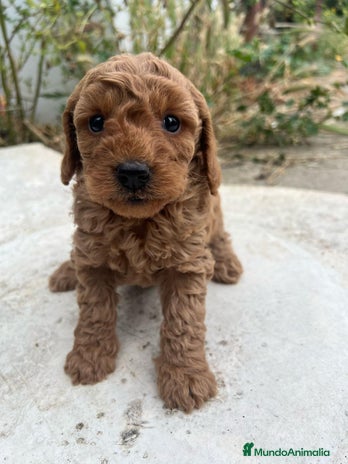 Caniche Enano perros en Madrid - Anuncio 7