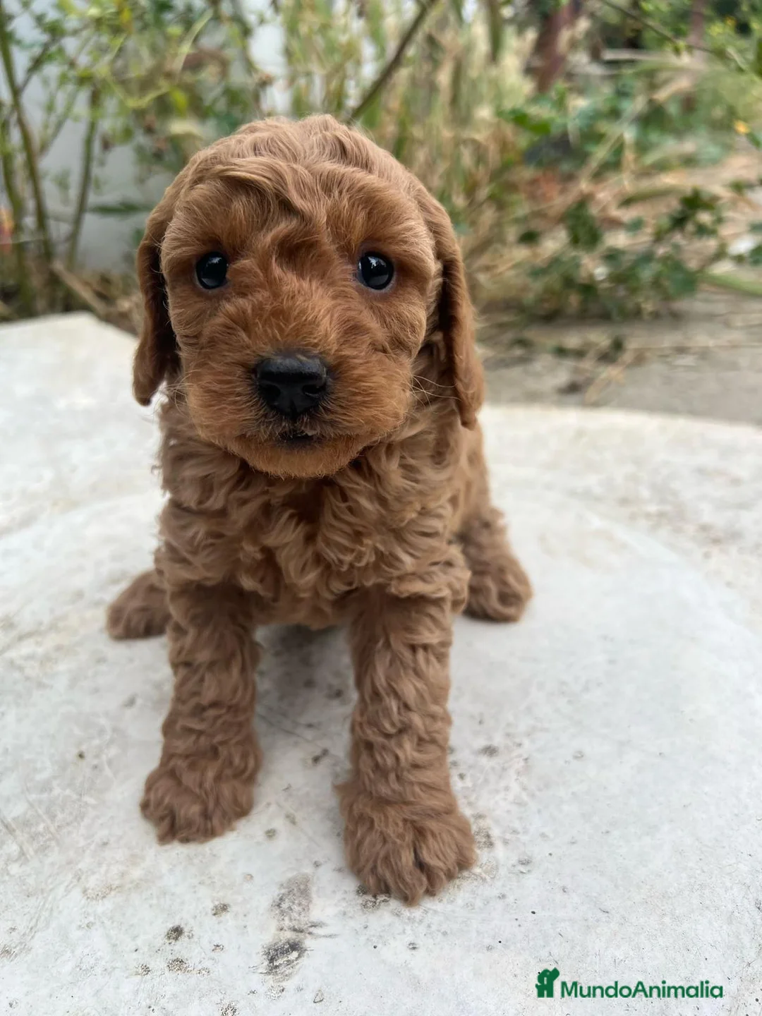 Caniche Enano perros en venta: HEMBRA CANICHE ROJA DE PADRES ENANOS en Madrid - Anuncio 1