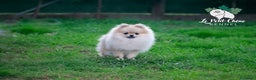 Pomerania perros en venta: Preciosa hembra pomerania de color crema sable - Anuncio 1