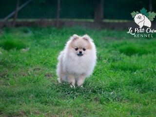 Pomerania perros - Anuncio 2