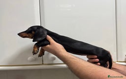 Teckel Miniatura perros en venta: CACHORRA DE TECKEL MINIATURA - Imagen 2