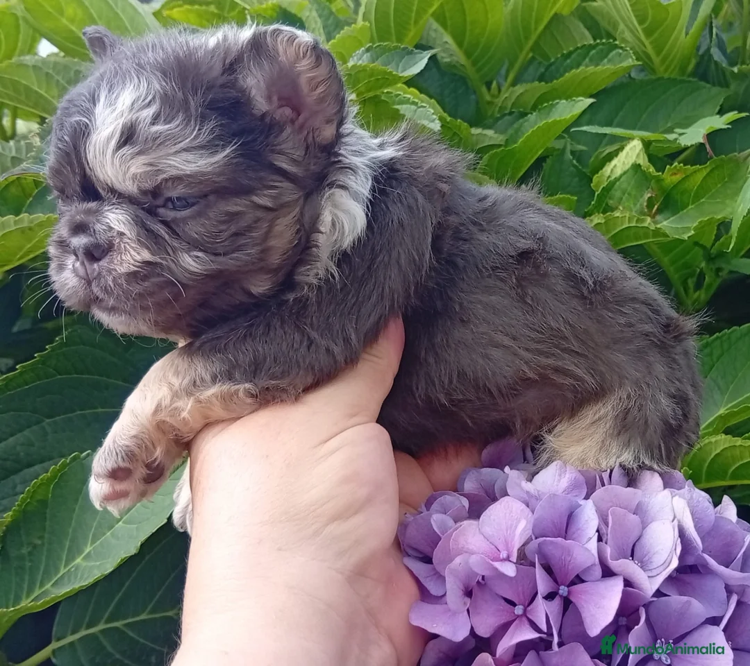 Bulldog Francés perros en venta: Bulldog francés exótico  - Anuncio 4