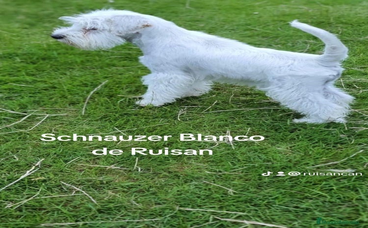 Schnauzer Miniatura perros - Propaganda 2
