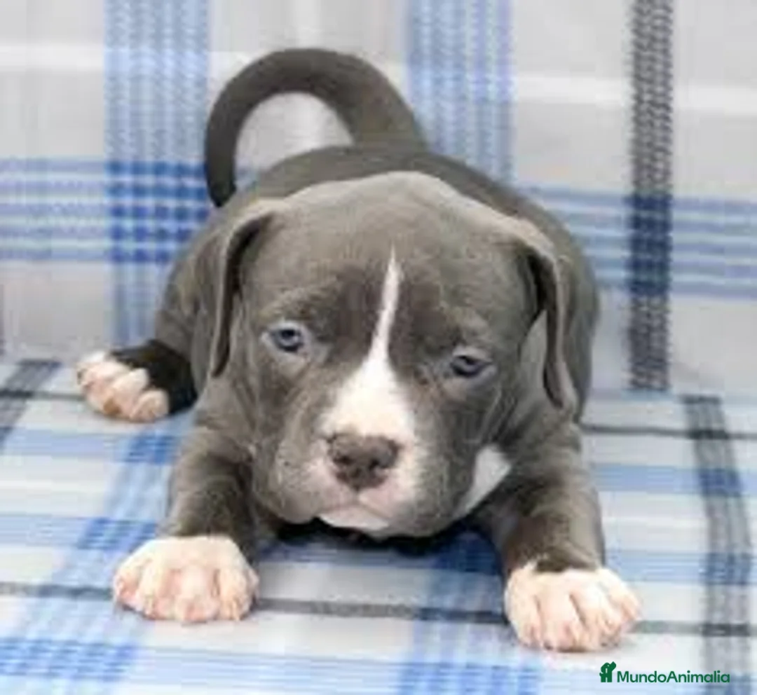 American Staffordshire-Terrier perros en venta: AMERICAN STAFFORD BLUE CACHORROS DE CALIDAD en Sevilla - Anuncio 3