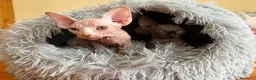 Sphynx gatos en venta: Gatita sphynx espectacular! - Anuncio 5
