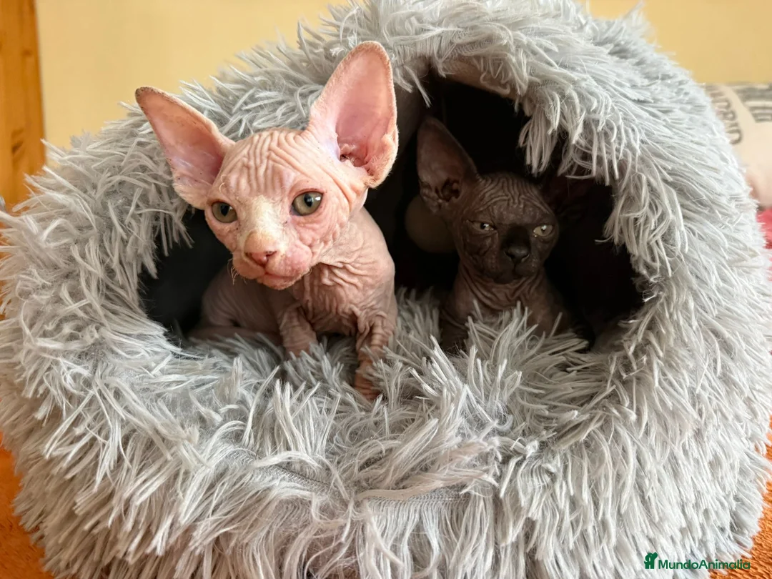Sphynx gatos en venta: Gatita sphynx espectacular! - Anuncio 5