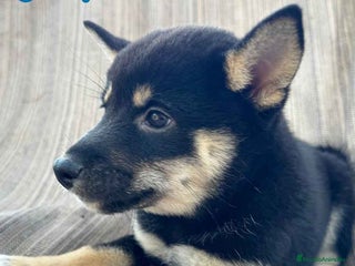 Shiba Inu perros en Barcelona - Anuncio 14