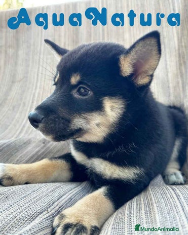 Shiba Inu perros en Barcelona - Anuncio 2