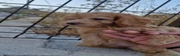 Caniche Toy perros en venta: Caniche toy - Anuncio 2