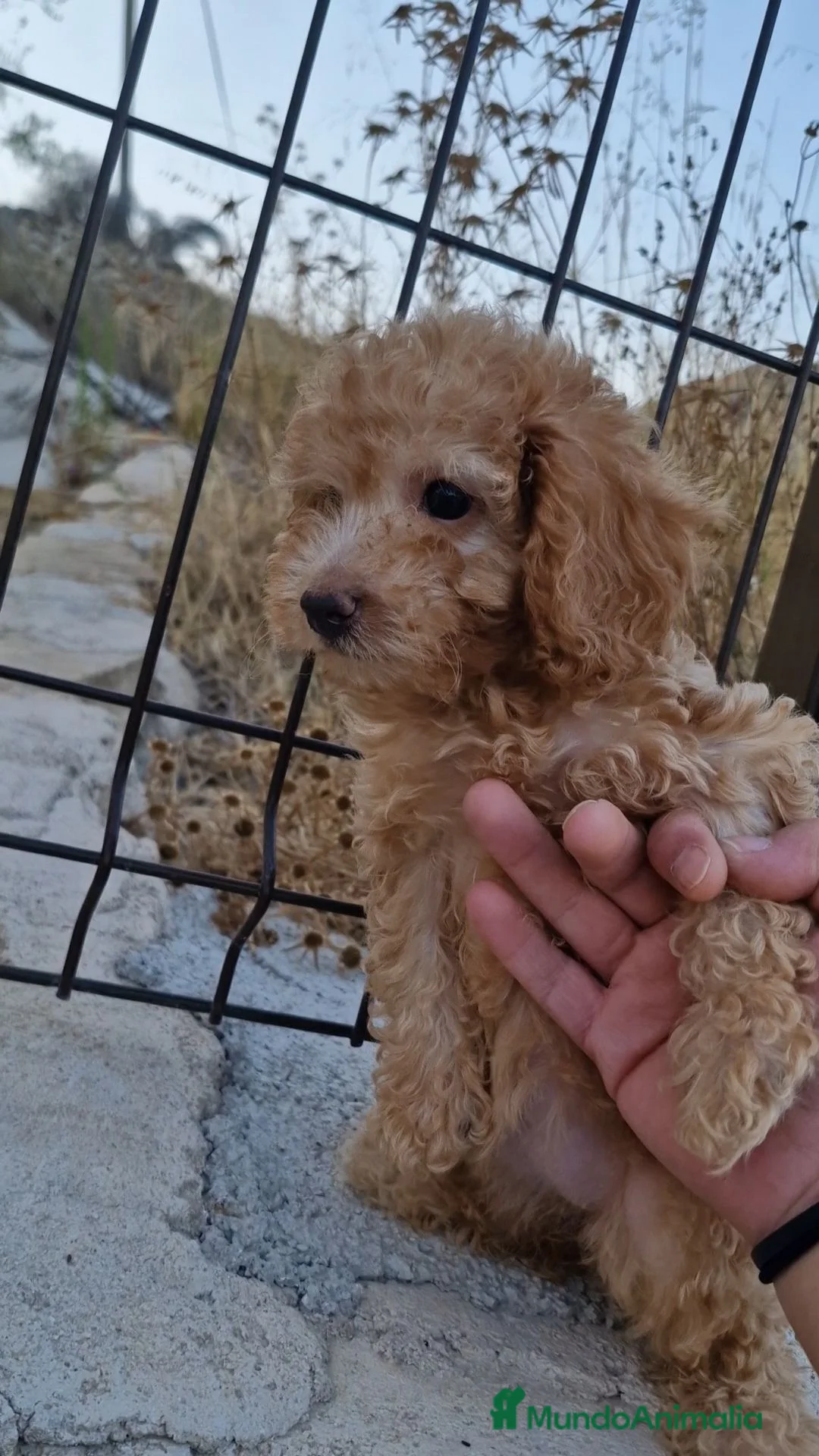 Caniche Toy perros en venta: Caniche toy - Anuncio 2