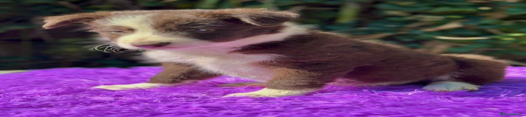 Border Collie Cachorro 1