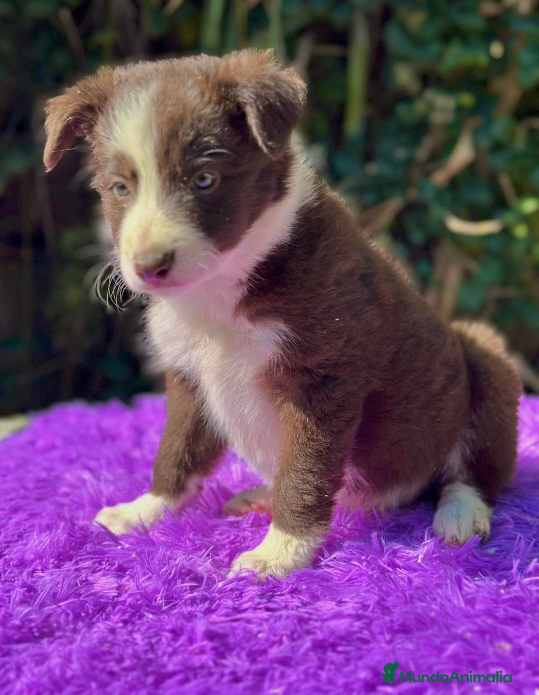 Border Collie perros en venta: Border collie chocolate  - Imagen 3