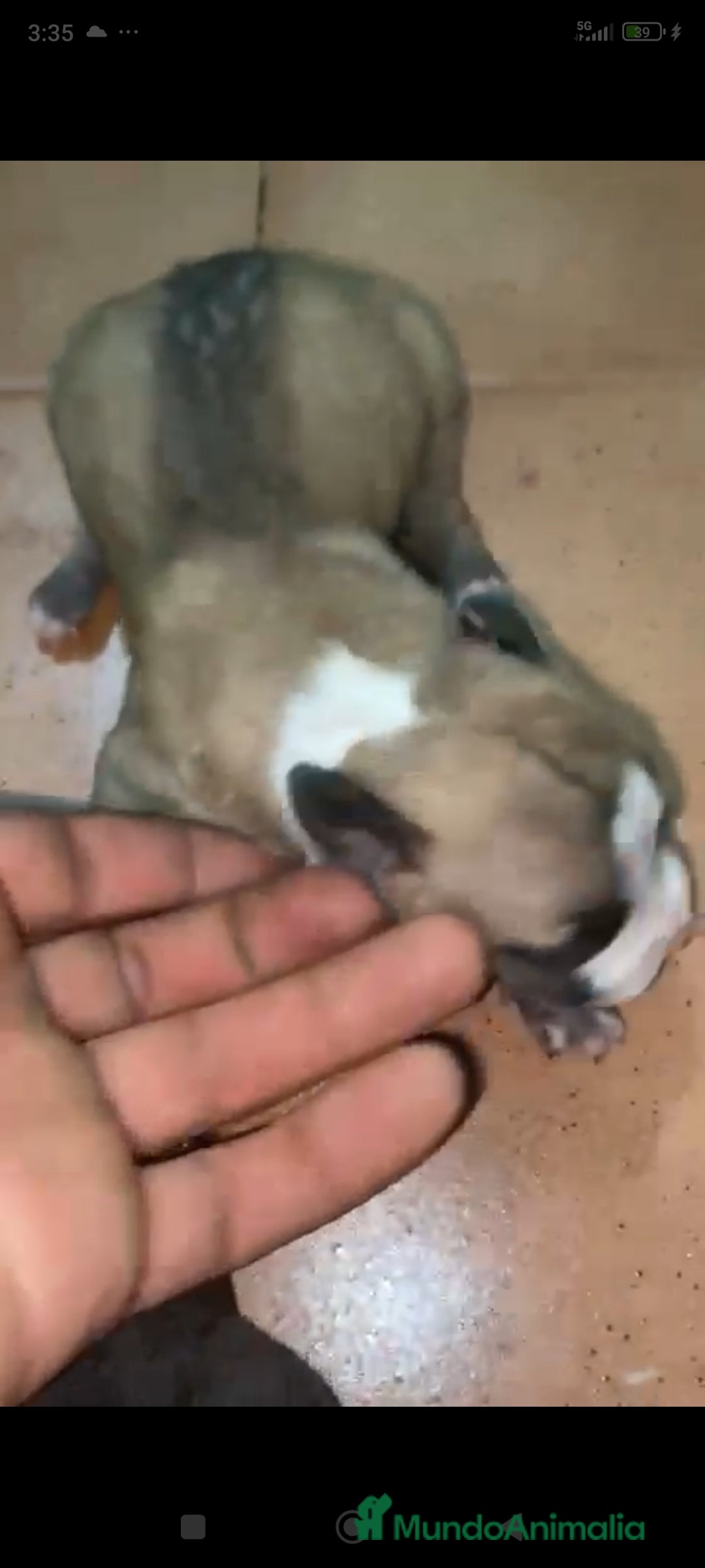 American Staffordshire-Terrier perros en venta: American Stanford  - Imagen 3