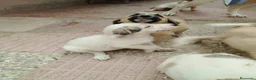 Mastín Español perros en venta: CACHORROS DE MASTÍN ESPAÑOL  - Anuncio 3
