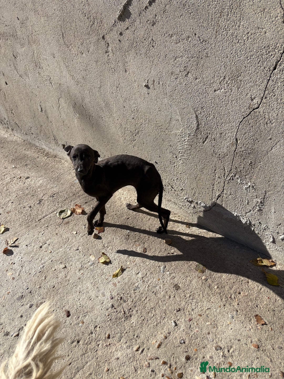 Pequeño Lebrel Italiano perros en venta: Hembra Piccolo lebrel italiano galgo  - Anuncio 1