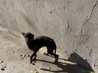 Pequeño Lebrel Italiano perros Hembra Piccolo lebrel italiano galgo - Anuncio 1