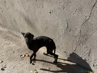 Pequeño Lebrel Italiano perros Hembra Piccolo lebrel italiano galgo - Anuncio 5