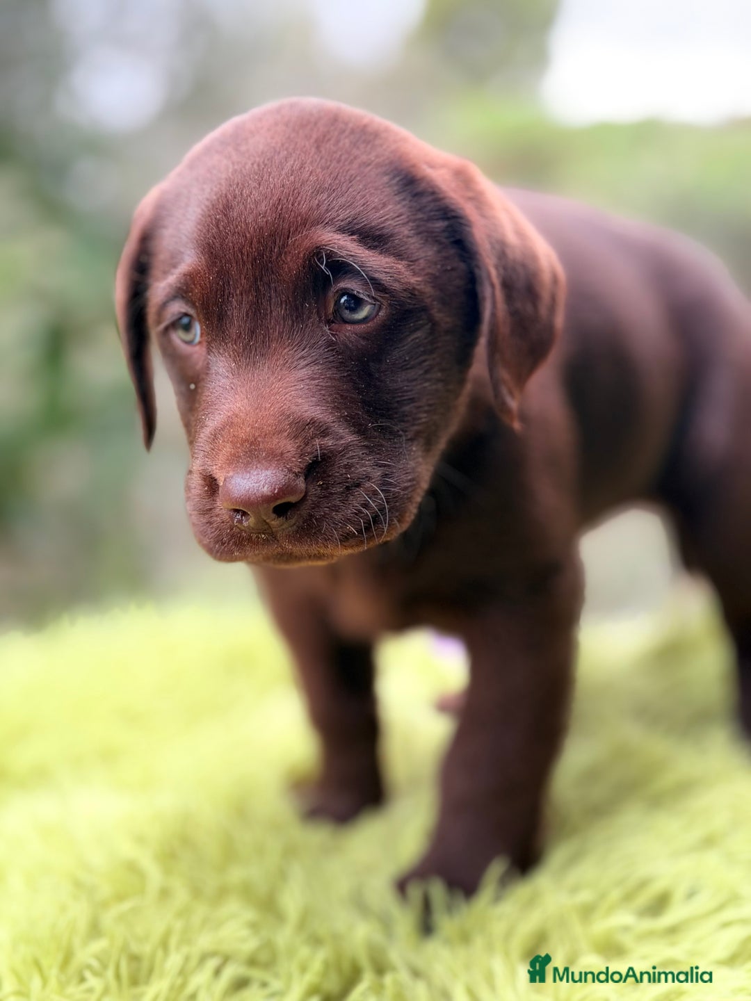 Labrador Retriever perros en venta: Labrador chocolate  - Anuncio 8